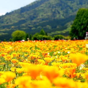 タイトルが入ります